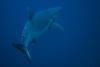 Requin gris oceanique par Tibod